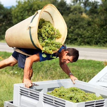 farmer harvesting the grapes during the harvest in France