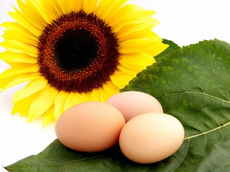 A yellow sunflowers bloom with three fresh organic chicken eggs