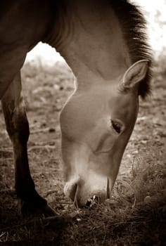 Przewalski's horse eating