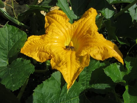 Bee on a Zuccini Flower - Cucurbita pepo