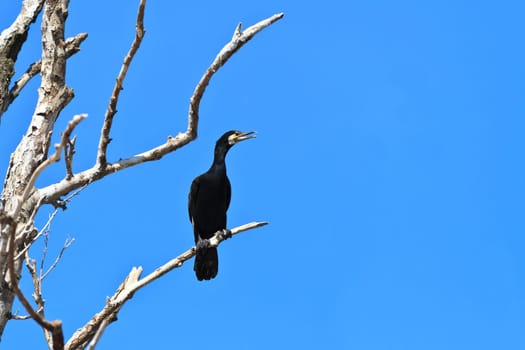 cormorant in a tree in Danube Delta, Romania