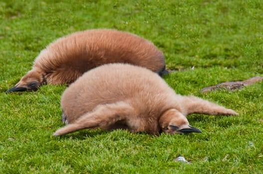 These fluffy chicks cool off during an Antarctic summer.