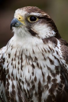 Laggar Falcon