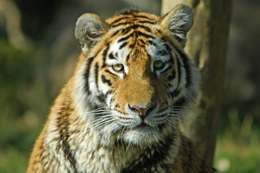 A tiger, the largest member of the cat family, facing the camera