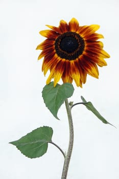 The Sunflower