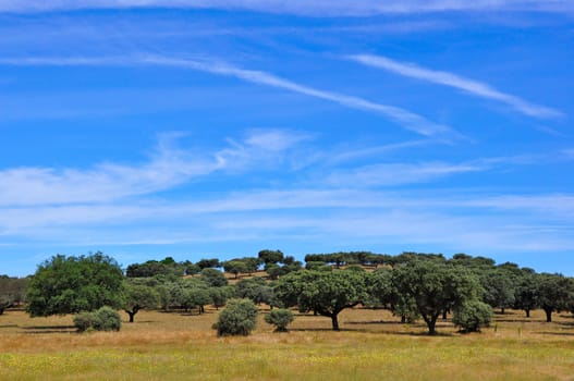 Rural landscape in Alentejo, Portugal