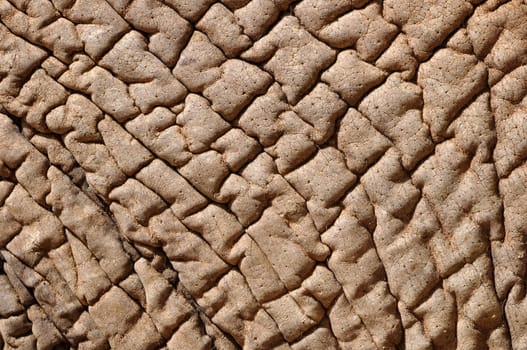 Close up of an Elephant skin. Can be used for the concept of dry skin.