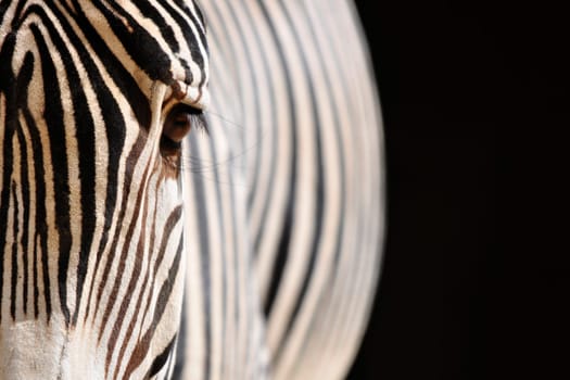 Zebra detail on a black background