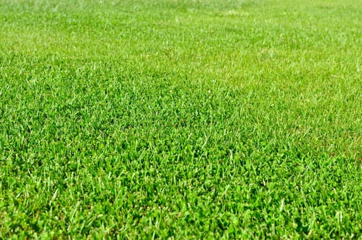 A fresh natural grass field, low depth of field, focus on the middle of the frame