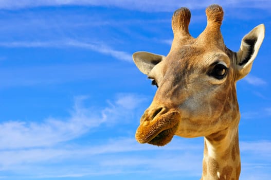 A Giraffe, that appears to be smiling, shot against a deep blue sky