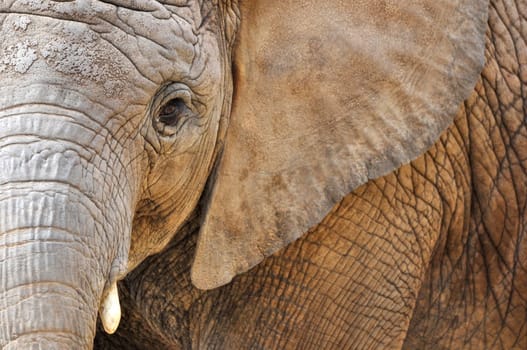 Close up of an African Elephant