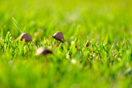 Three mushrooms on grass