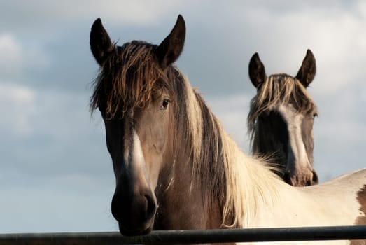 pair of horses illuminated by the light of the sunset in Cornwall