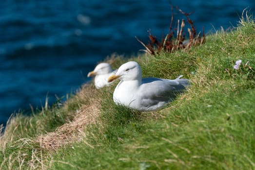 Seagulls in Port Isaac in Cornwall