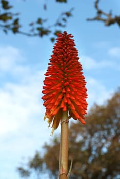 red hot poker flower in Cornwall