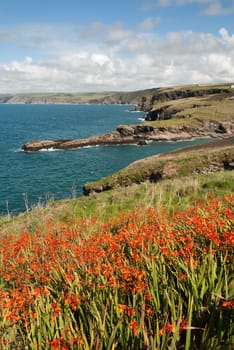 landscape on the coast at Port Isaac in Cornwall