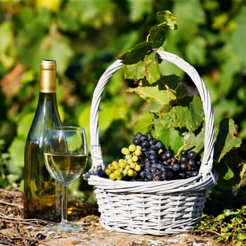 glass and bottle of wine and grappes in basket