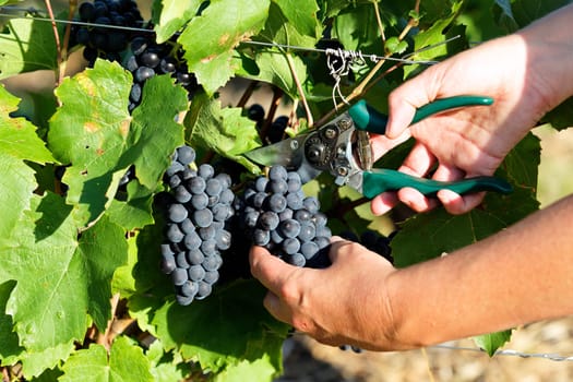 woman hands harvesting grapes in french fields