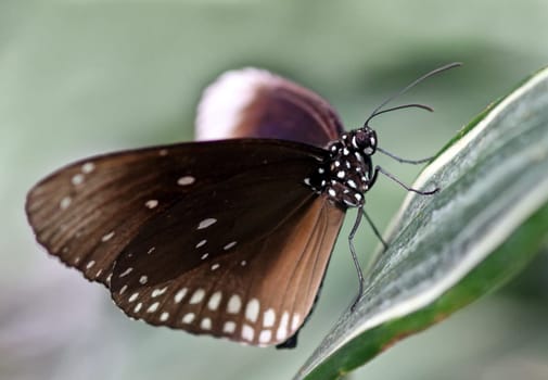 Euploea