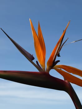 Strelitzia Bird of Paradise Flower