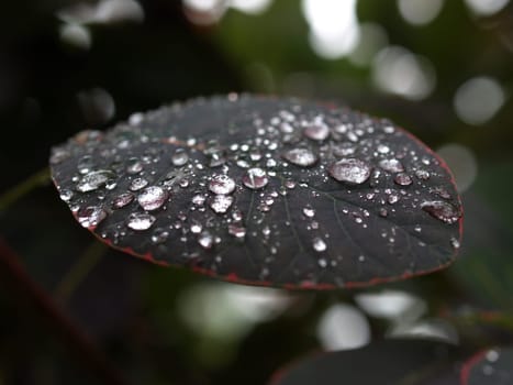 Waterdrop