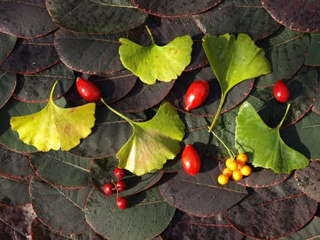 Leaf Berry Collage