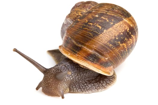 Snail isolated over white background