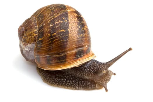 Snail isolated over white background