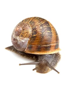 Snail isolated over white background