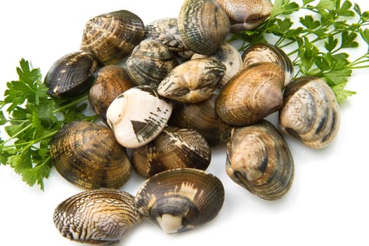 Live clams in isolated white background