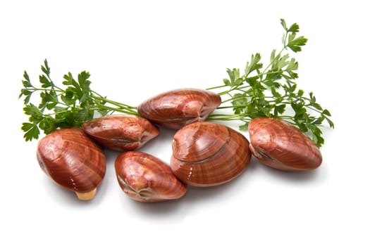 Smooth clams isolated on a white background