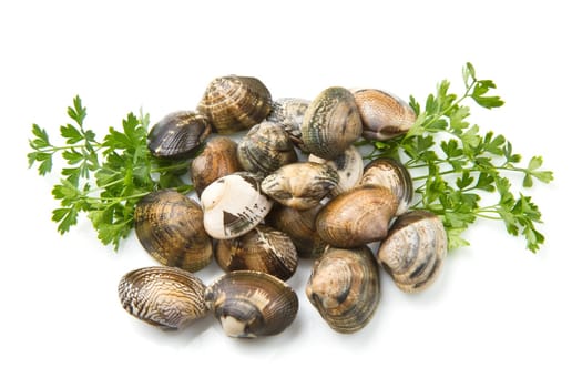 Live clams in isolated white background