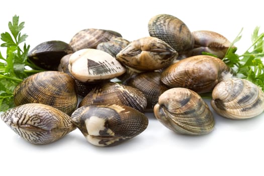 Live clams in isolated white background
