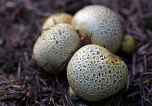 Puffball