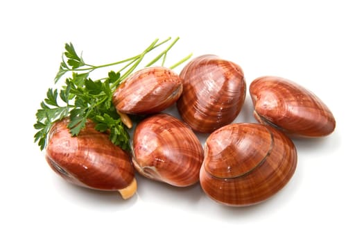 Smooth clams isolated on a white background