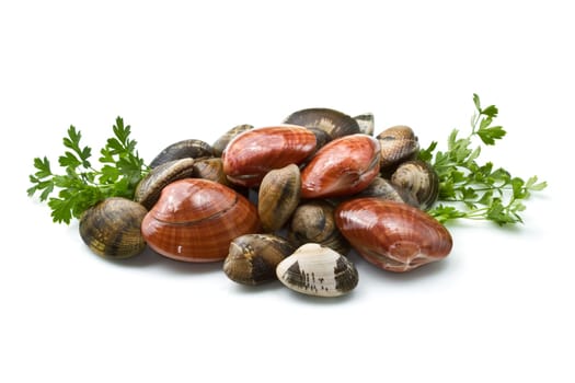clams isolated on a white background