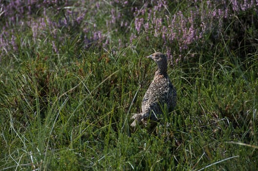 pheasant [Phasianus colchicus] hiding in green gras