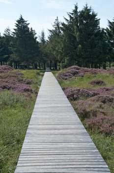 wooden bridge in the wood for secure walking