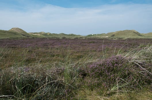dunes and nature on the island of Amrum, Germany