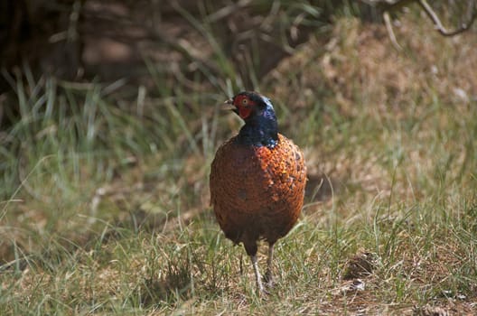 pheasant [Phasianus colchicus] walking on green meadow