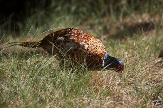 pheasant [Phasianus colchicus] search for food in gras