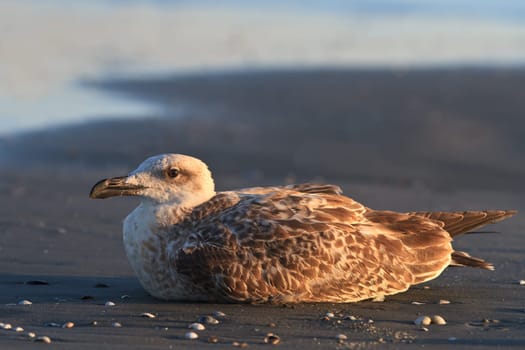 a beautiful seagull standing on a lake