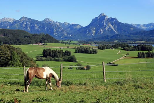 A horse grazes in front of the wonderful Kullisse of the Alps in the Allgäu