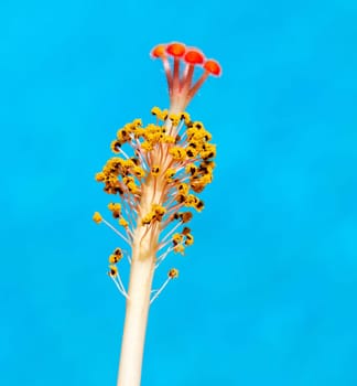 Macro image of the stamen and pollen of a hibuscus flower photographed against the reflected blue of a pool