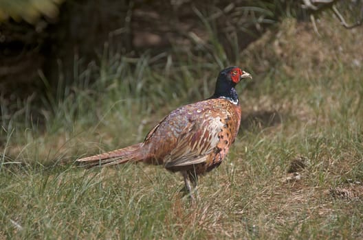 pheasant [Phasianus colchicus] on a green meadow