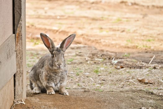 A lonely rabbit looking for food in an asian village