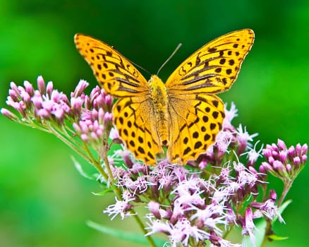 A beautiful orange and black butterfly sitting on a pink flower