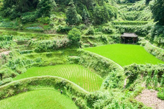 Chinese rice fields in the middle of the growing season