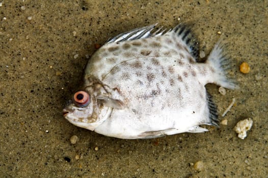 Close-up of a dead fish on a polluted beach