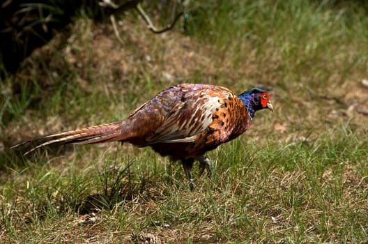 pheasant [Phasianus colchicus] walking on a green meadow